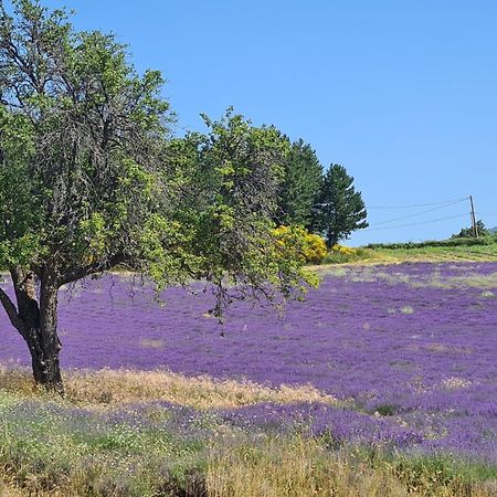 La Petite Reine Du Ventoux Villa Sault-de-Vaucluse Exteriör bild