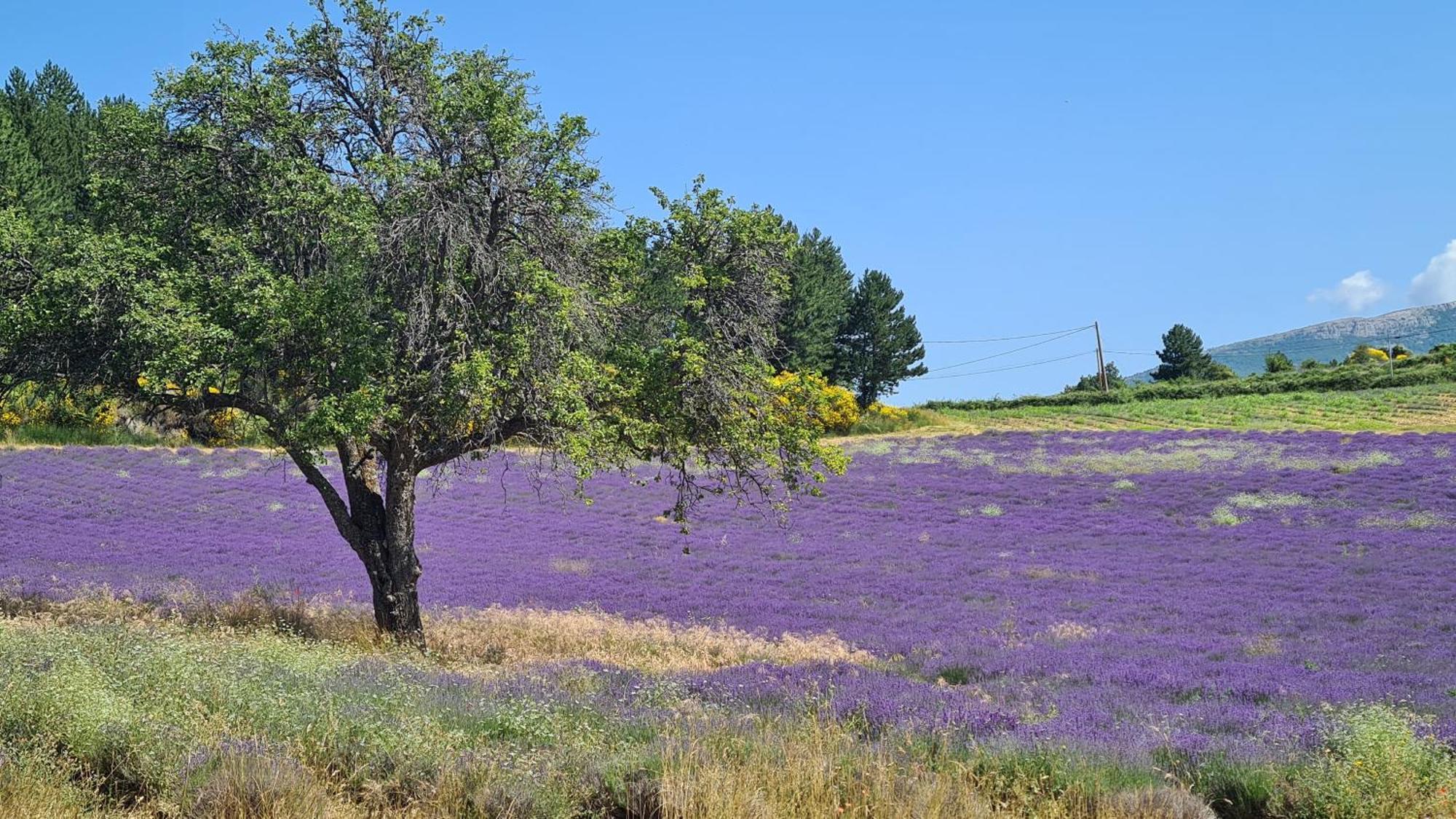 La Petite Reine Du Ventoux Villa Sault-de-Vaucluse Exteriör bild